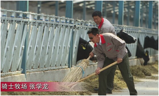 张学龙(后)事必躬亲,和员工一起给牛更换饲料,打扫牛舍