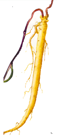 虫草借壳上市 三大滋补股会师