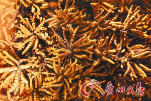 虫草借壳上市 三大滋补股会师