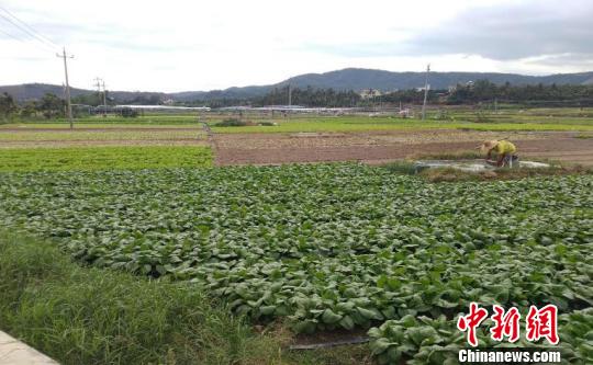 三亞市天涯區常年蔬菜應急調控保障基地種植情況 海南省穩價辦供圖