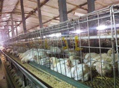 ���գ���ɽ��������һ�ұ����������������һ����δ�����İ��𼦡��������¶ȴ�Լ30���϶ȣ�ÿ��������һյ���ŵĵơ�