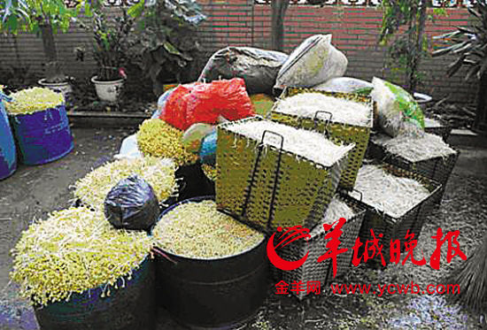 警方查获的毒豆芽成品