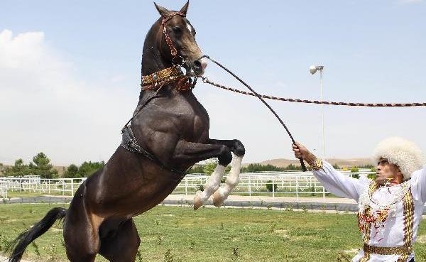 ��Ѫ����