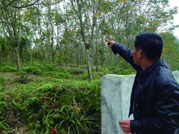 橡胶树“倒下” 套保胶企站直.jpg